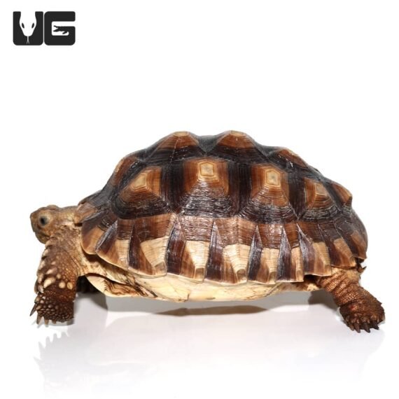 ug juvenile female sulcata tortoise 2 5