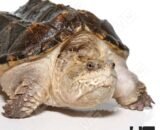 ug juvenile florida snapping turtle 1