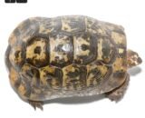 Moroccan Male Greek Tortoise