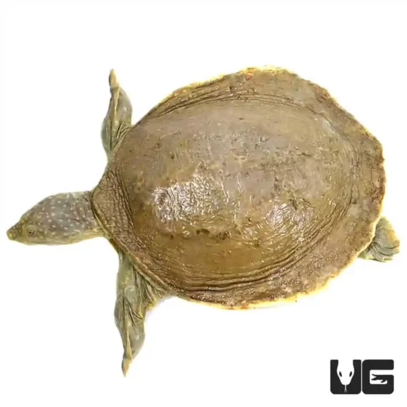 ug senegal flapshell turtle 2.jpg