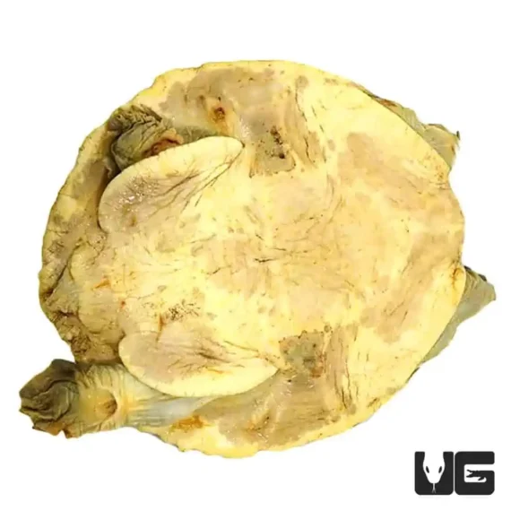 ug senegal flapshell turtle 3.jpg