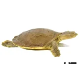 Senegal Flapshell Turtle