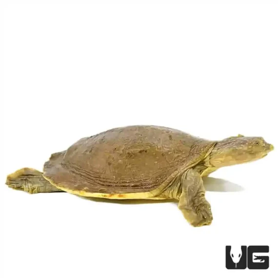 Senegal Flapshell Turtle