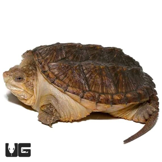 ug yearling hypo snapping turtle 2