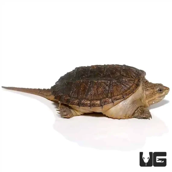 ug yearling hypo snapping turtle 3.jpg