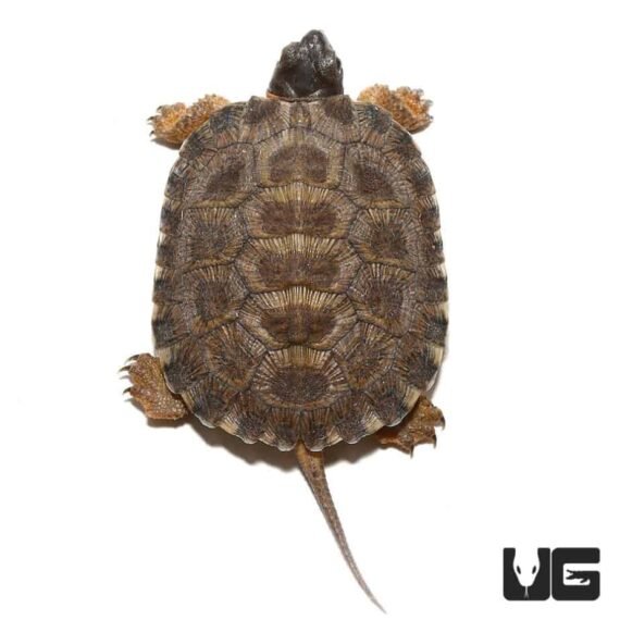 ug yearling north american wood turtle 2 990x990 1