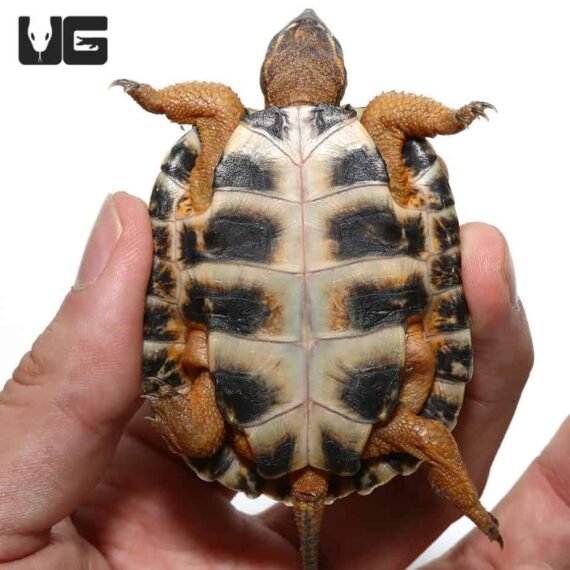 ug yearling north american wood turtle 3 990x990 1